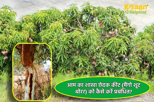 आम का शाखा छेदक कीट (मैंगो शूट बोरर) को कैसे करें प्रबंधित?